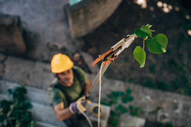 How Our Tree Care Process Works  in Rainbow Springs, FL